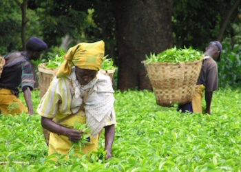 Tea pickers in Mt Kenya have threatened to down tools if sector reforms are not enacted. Photo/File